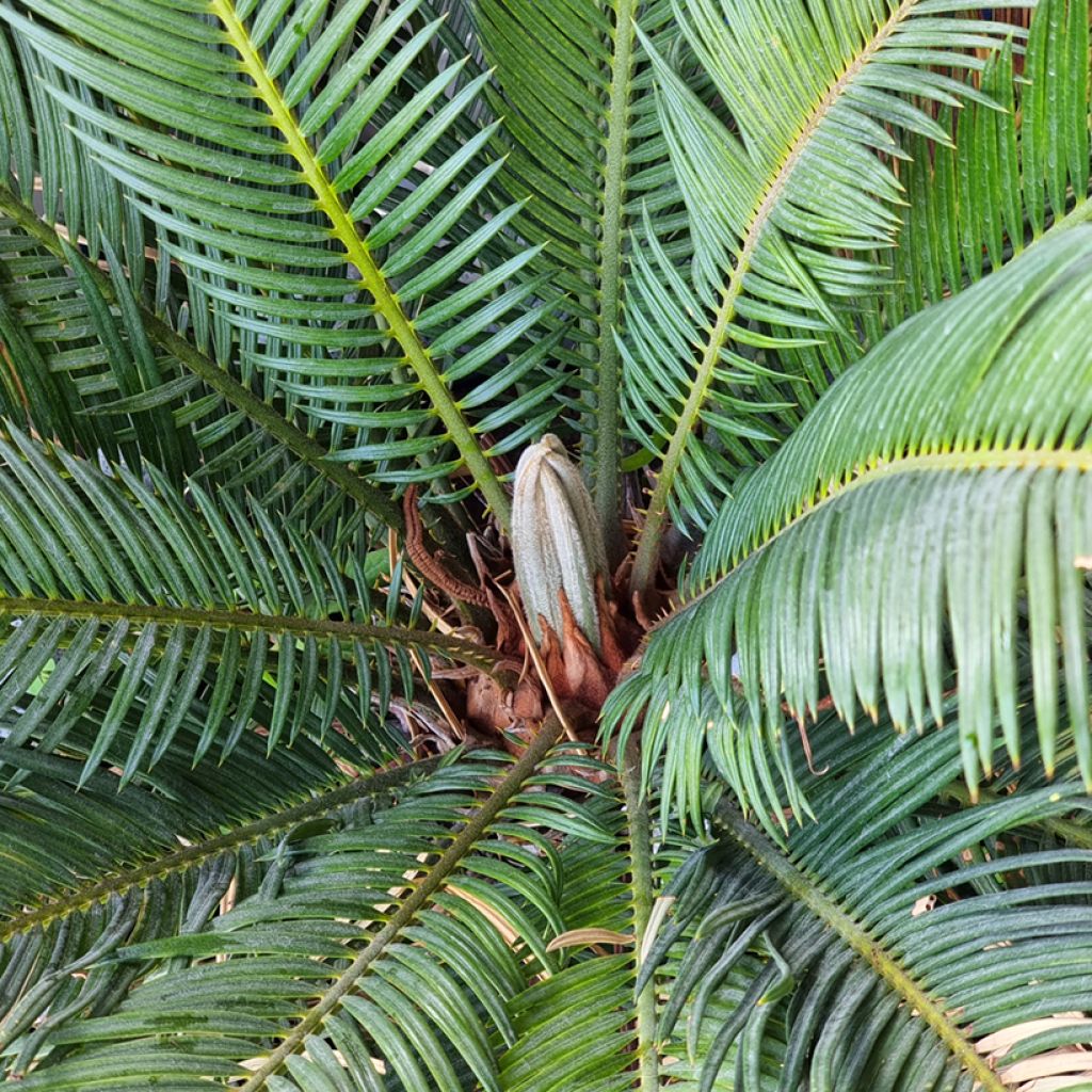 Macrozamia moorei - Cycas