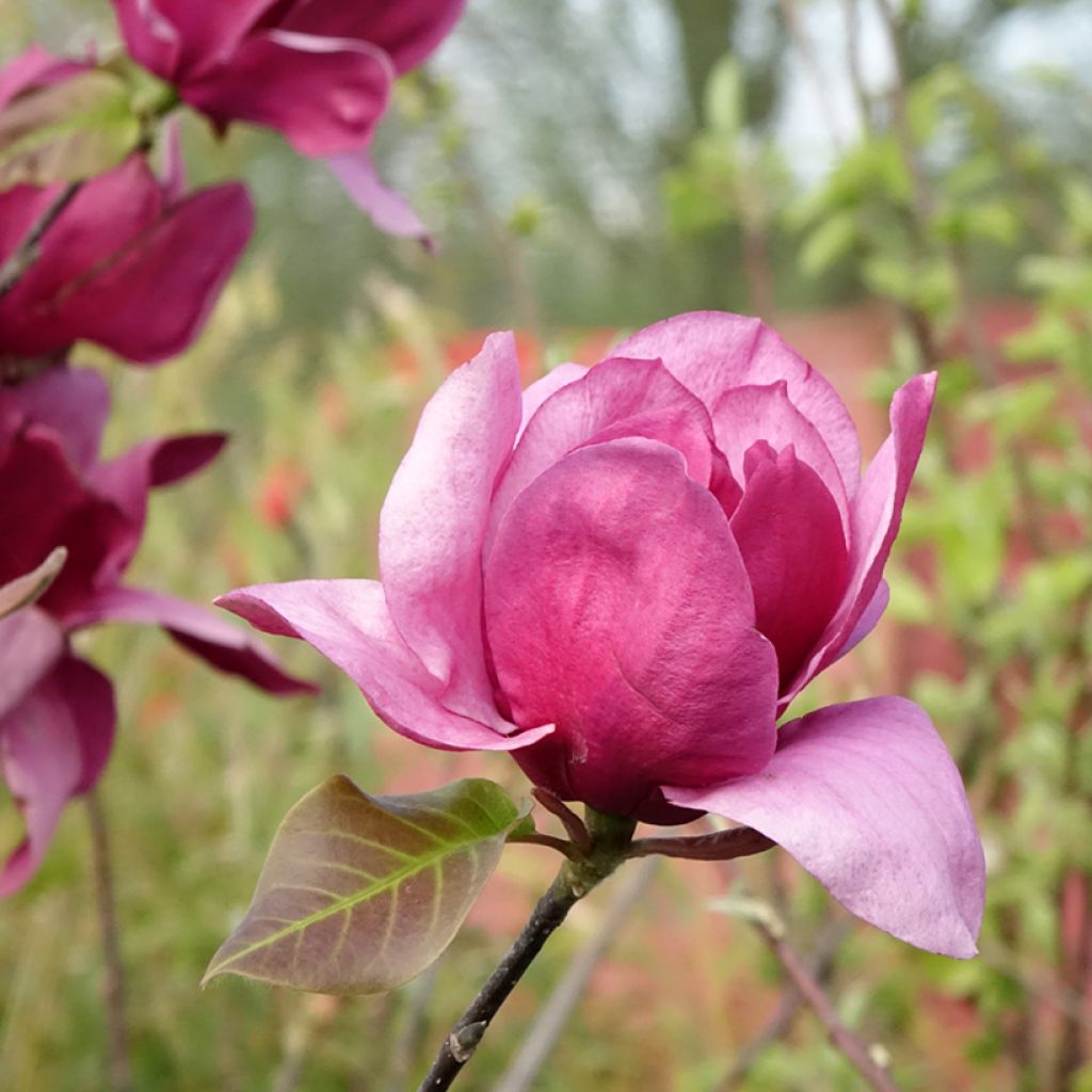 Magnolia Emperor - Gewone magnolia