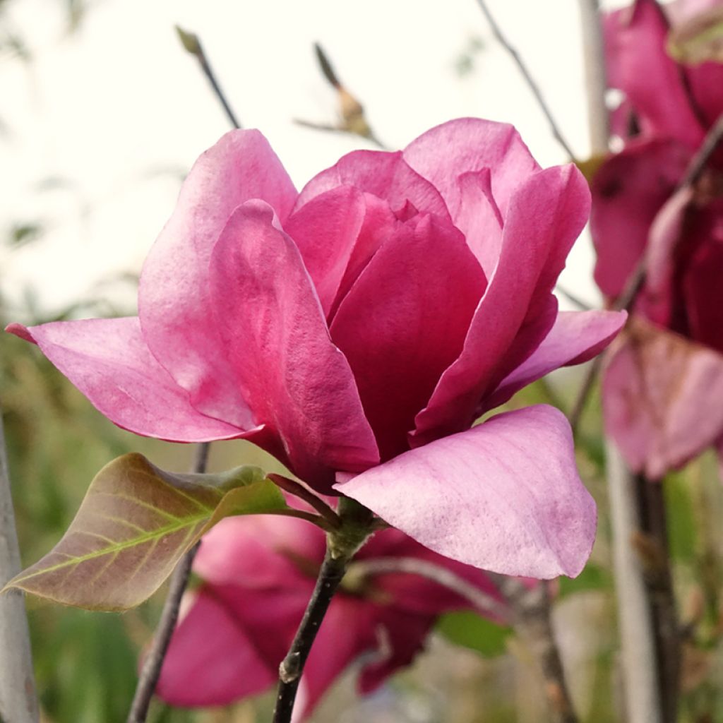 Magnolia Emperor - Gewone magnolia