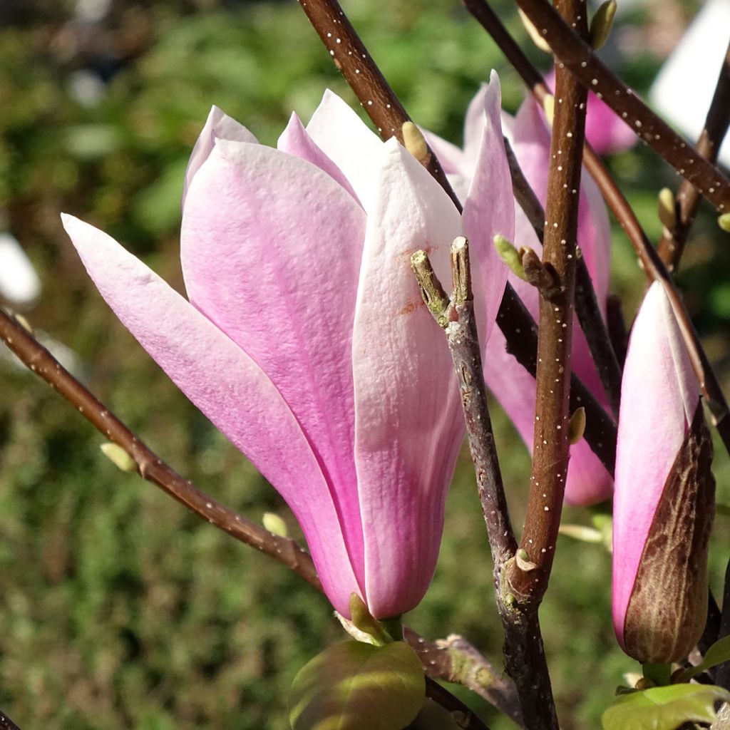 Magnolia Andre Leroy - Gewone magnolia