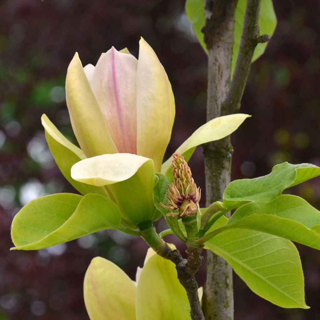 Magnolia Sunspire - Beverboom
