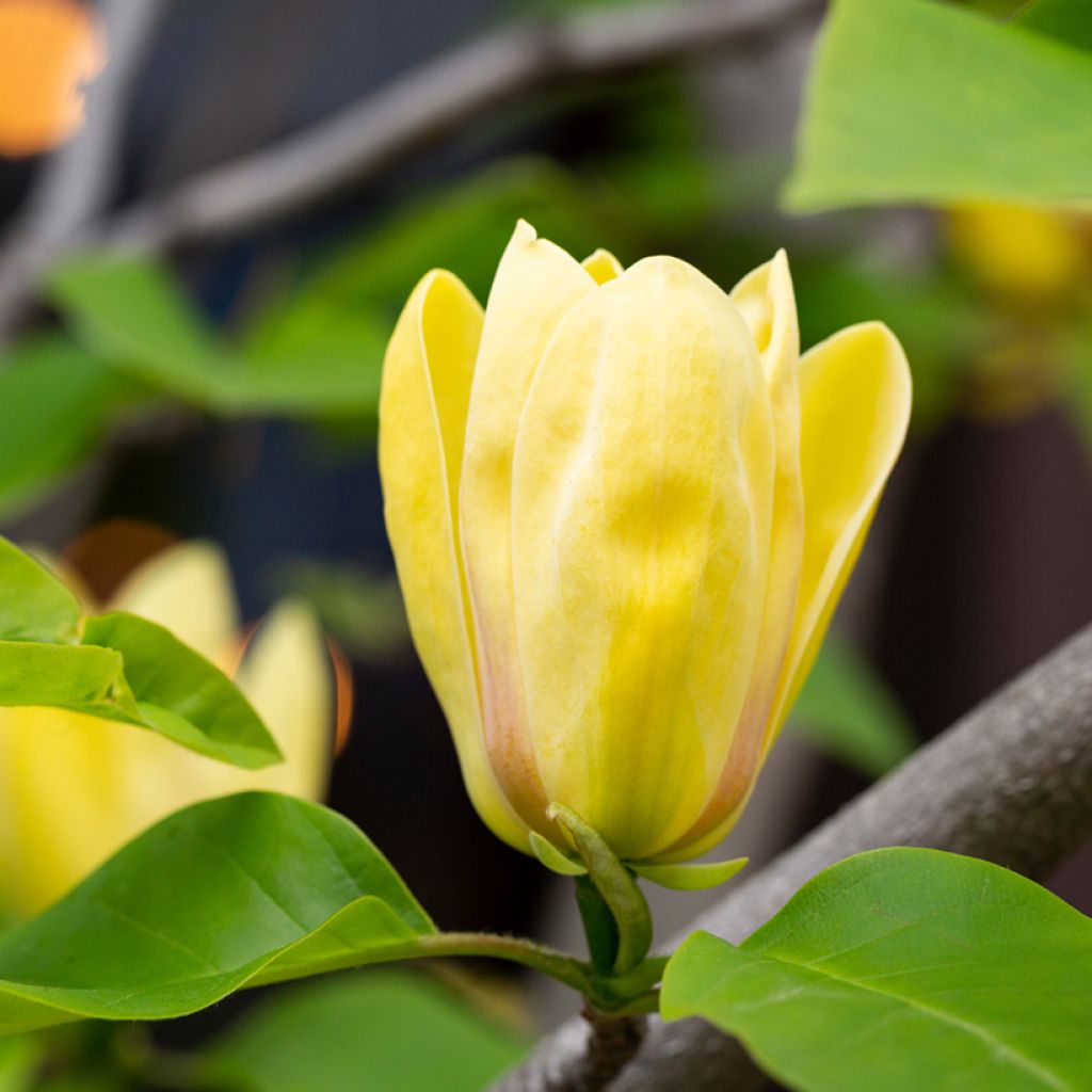 Magnolia Sunspire - Beverboom