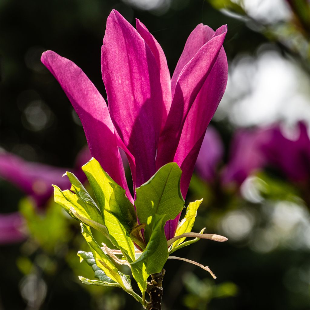 Magnolia Susan - Beverboom