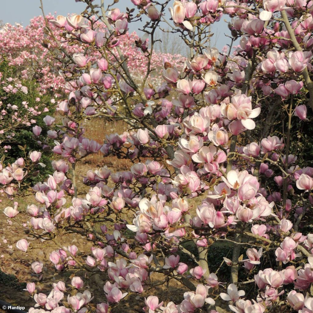 Magnolia denudata Festirose - Oosterse magnolia