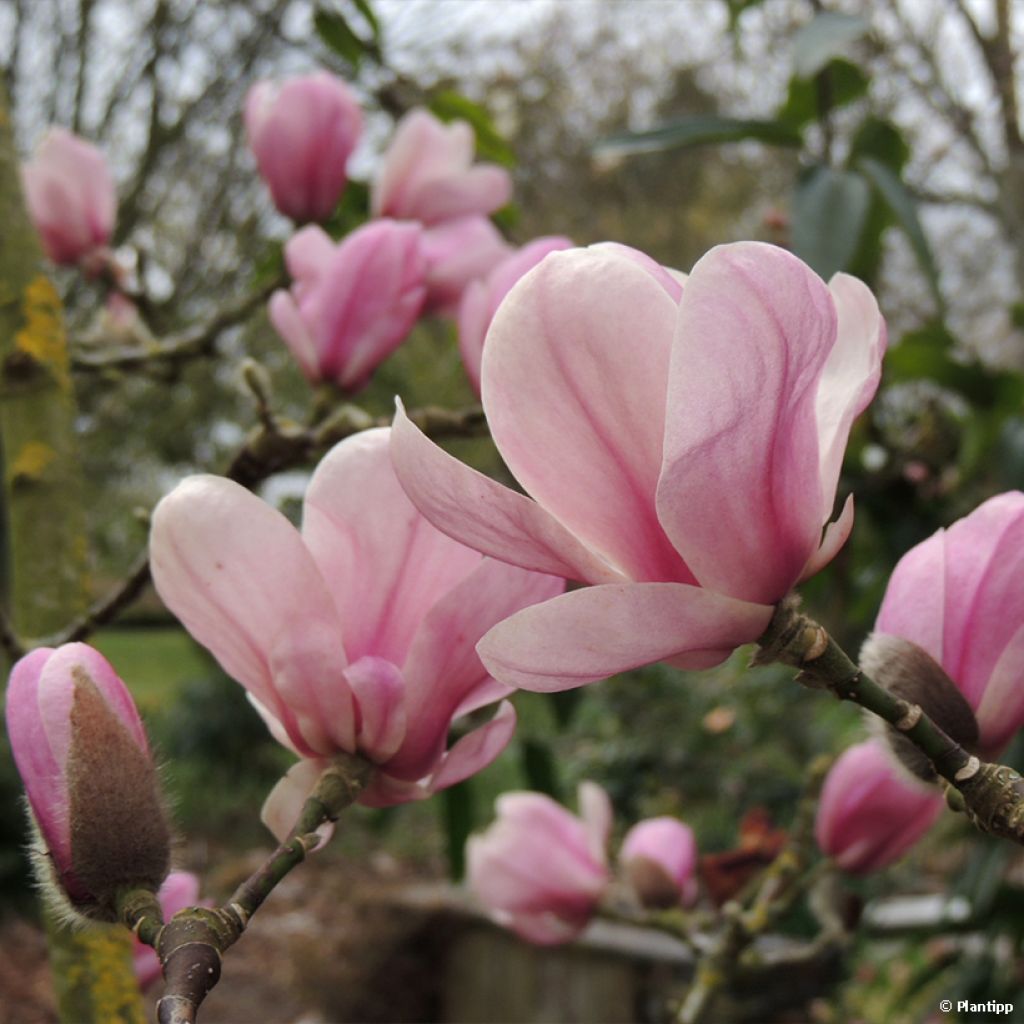 Magnolia denudata Festirose - Oosterse magnolia