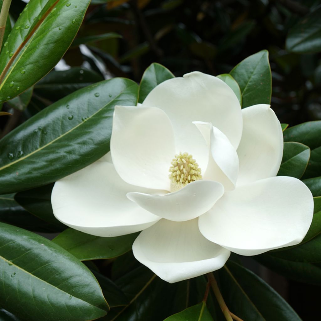 Magnolia grandiflora Victoria - Zuidelijke magnolia