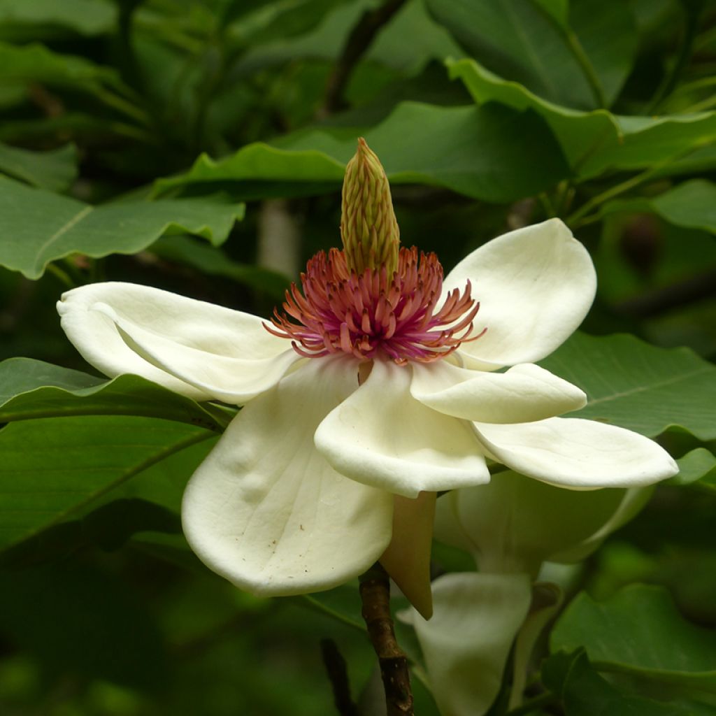 Magnolia hypoleuca - Grootbladige Japanse magnolia