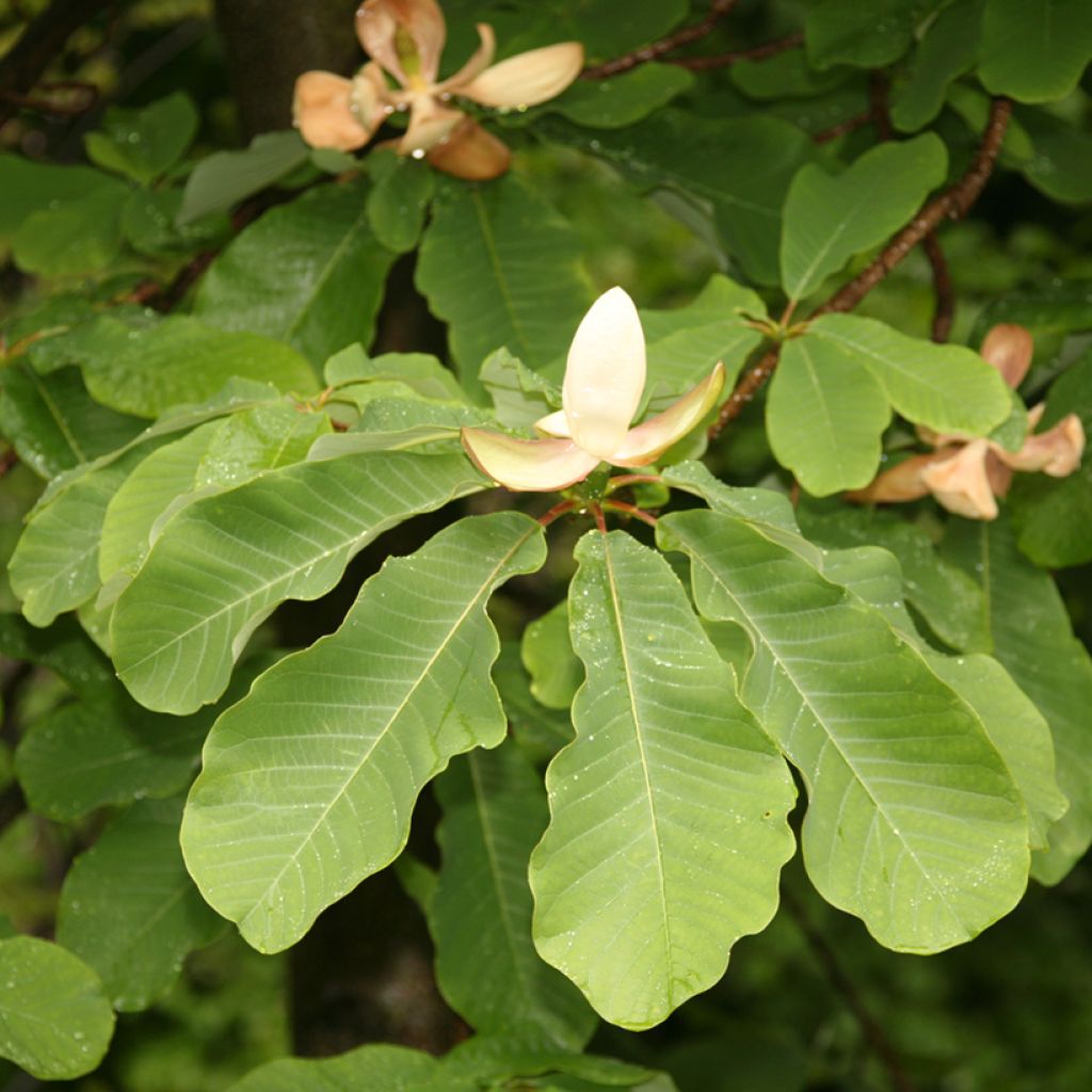 Magnolia officinalis - Chinese kransmagnolia