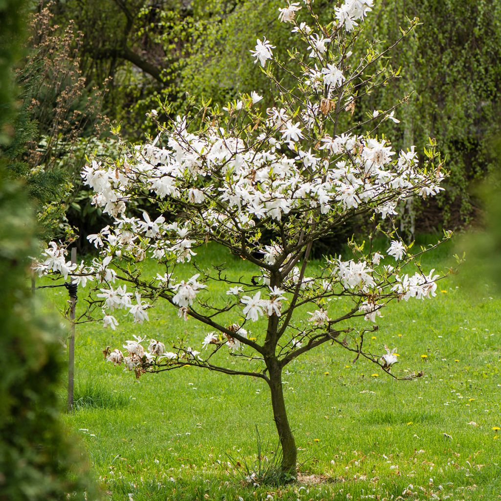 Magnolia stellata - Stermagnolia