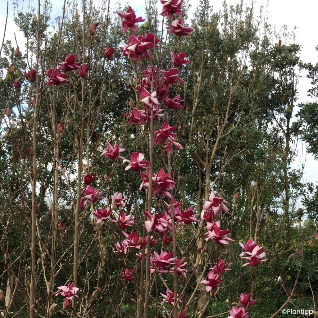 Magnolia Starburst - Beverboom