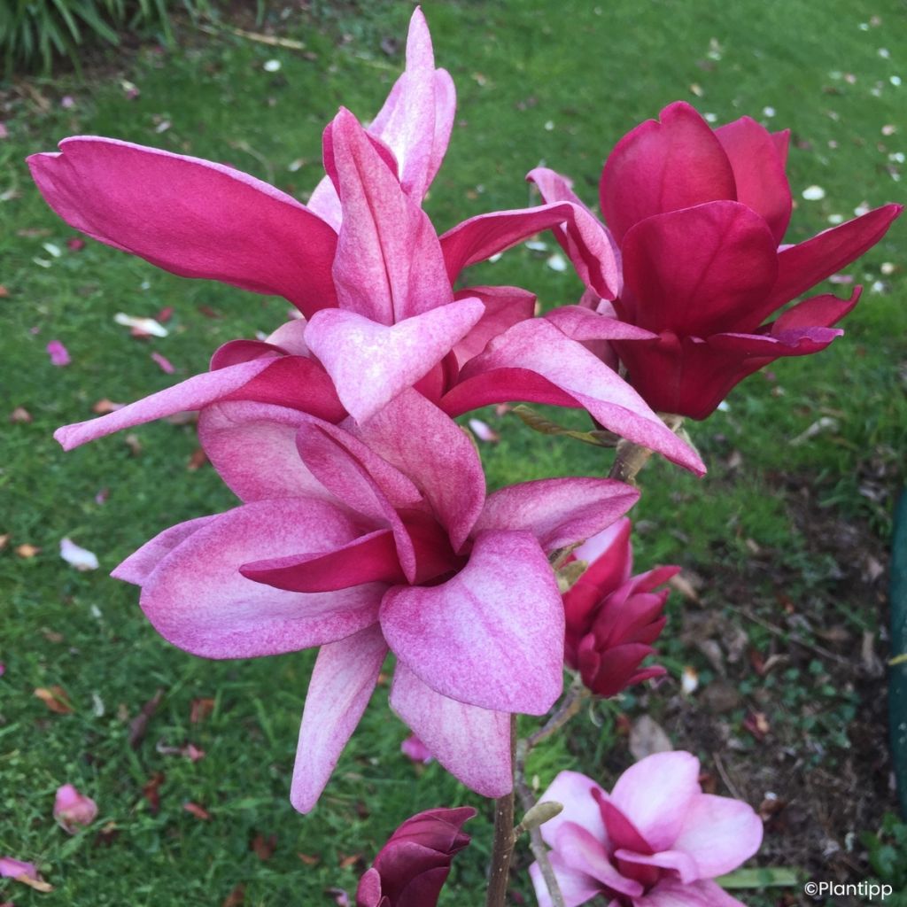 Magnolia Starburst - Beverboom