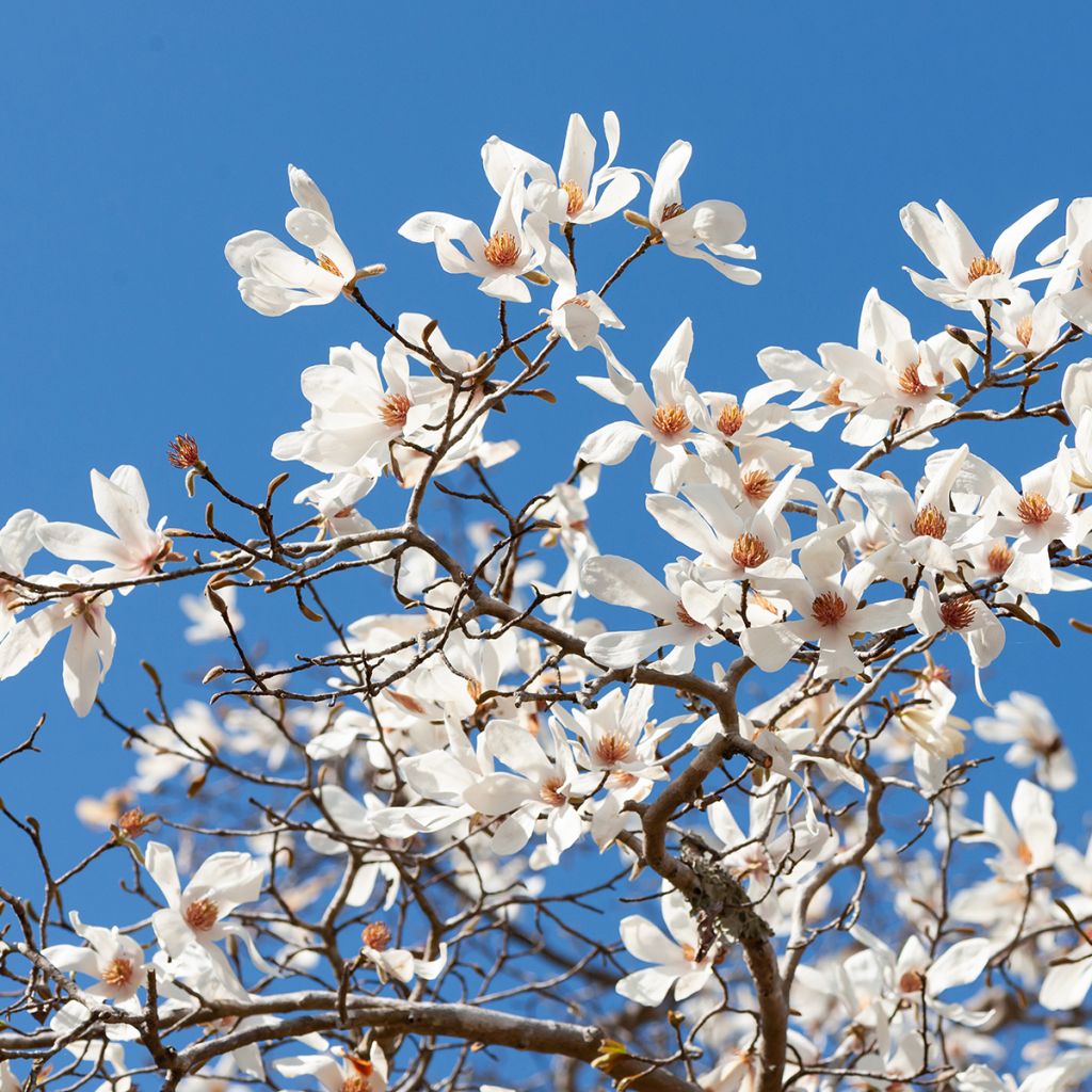 Magnolia kobus (zaad) - Noordelijke Japanse magnolia