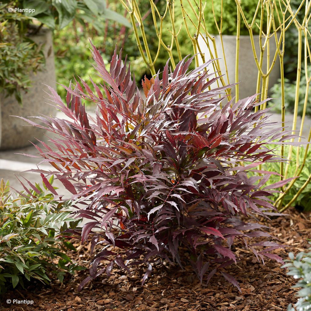 Mahonia Meteor - Chinese mahoniestruik