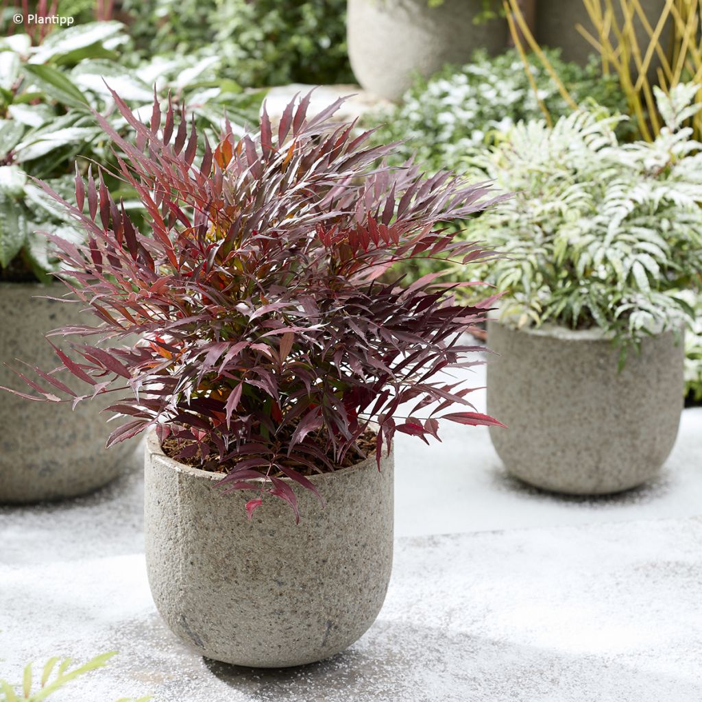 Mahonia Meteor - Chinese mahoniestruik