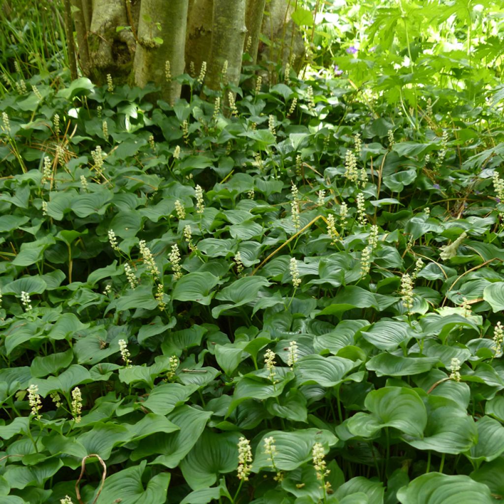Maianthemum bifolium - Dalkruid