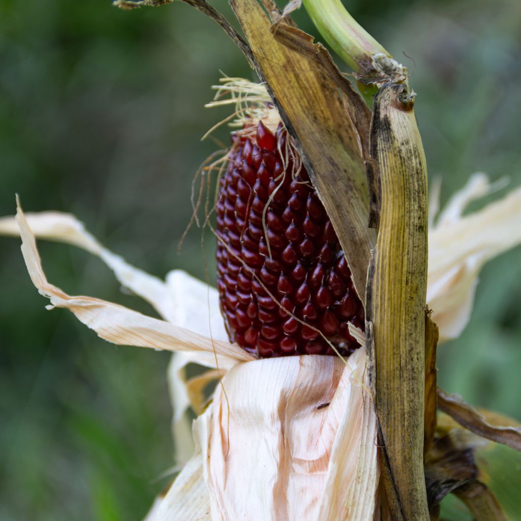 Pofmaïs Duimpje BIO - Ferme de Sainte Marthe