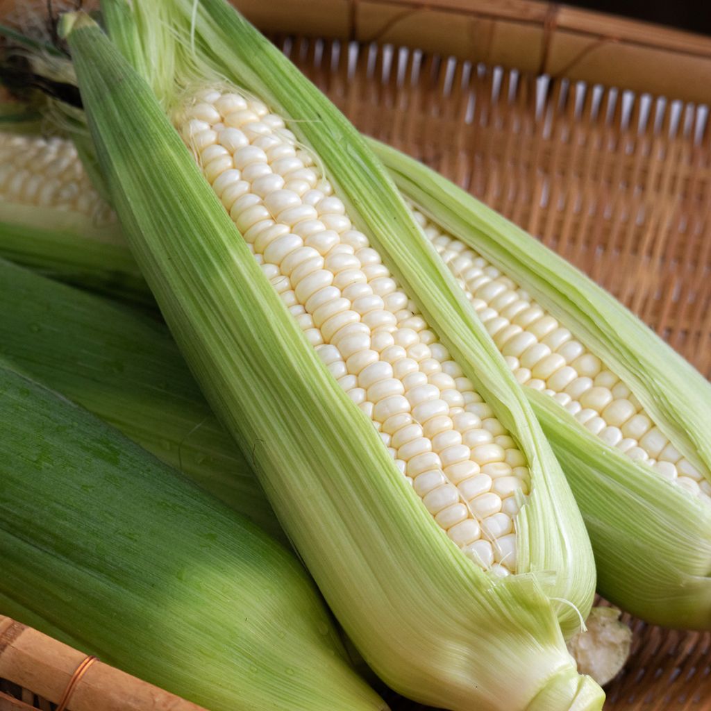 Suikermaïs Witte van Astarac BIO - Ferme de Sainte Marthe