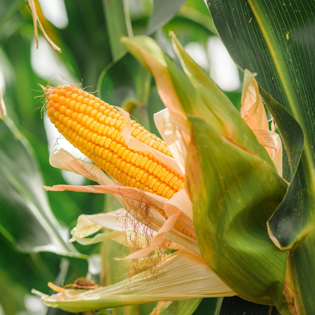 Voedermaïs groenbemester