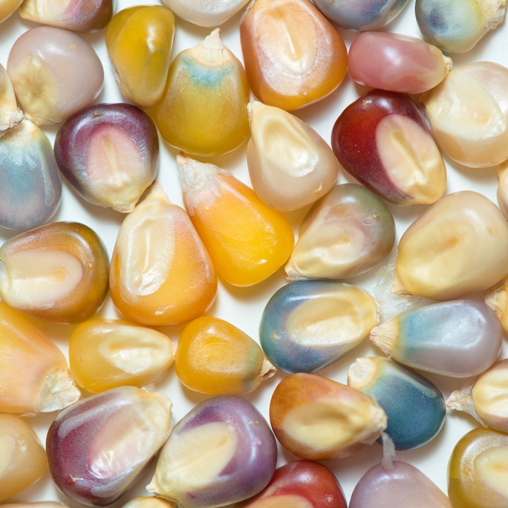 Meerkleurige maïs BIO - Ferme de Sainte Marthe