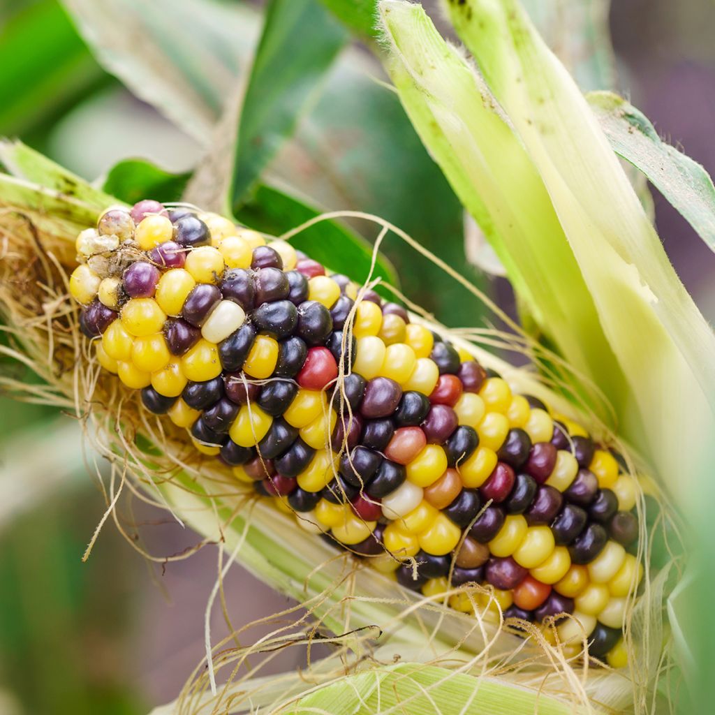 Meerkleurige maïs BIO - Ferme de Sainte Marthe