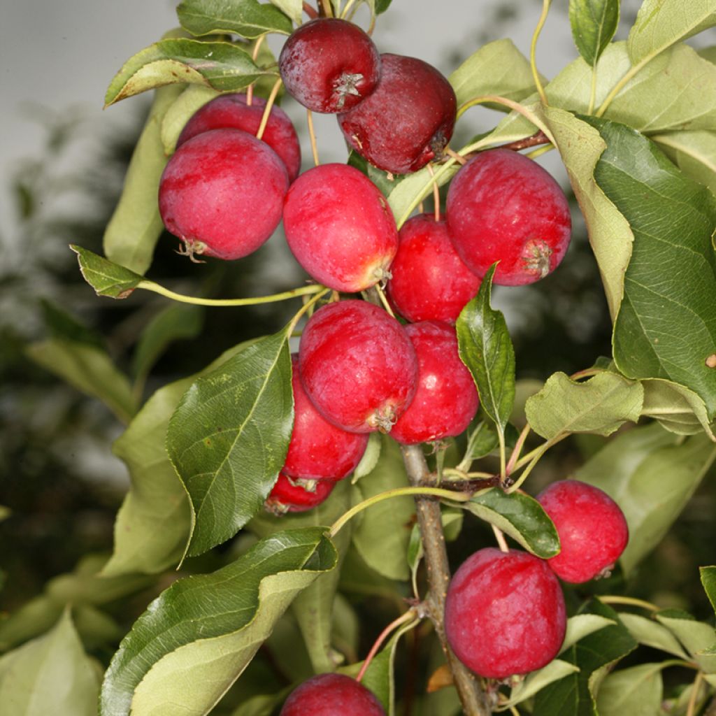 Malus robusta Dolgo - Sierappel