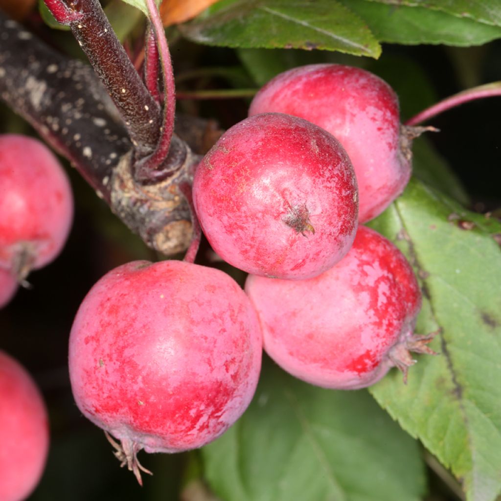 Malus purpurea Eleyi - Sierappel