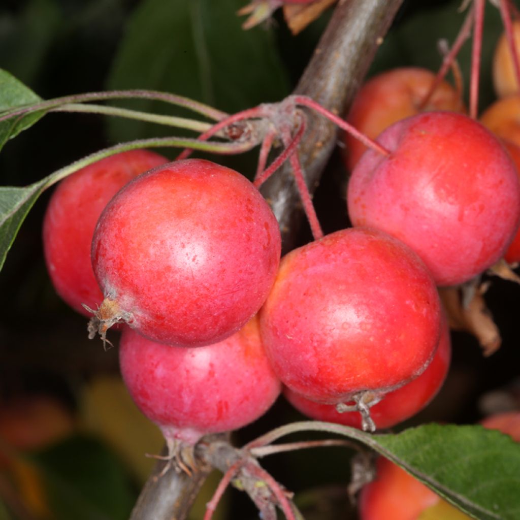 Malus Hopa - Appelboom
