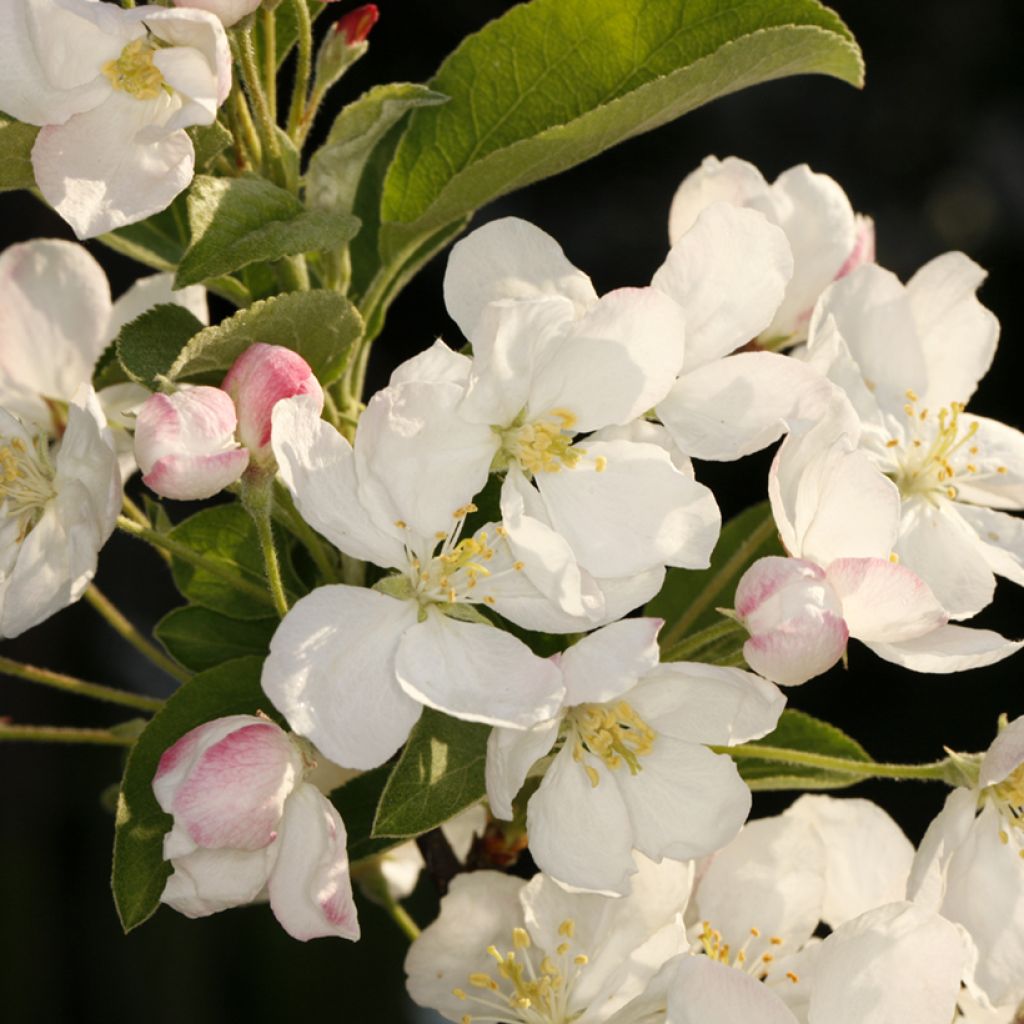 Malus Courtabri Pomzai - Sierappel