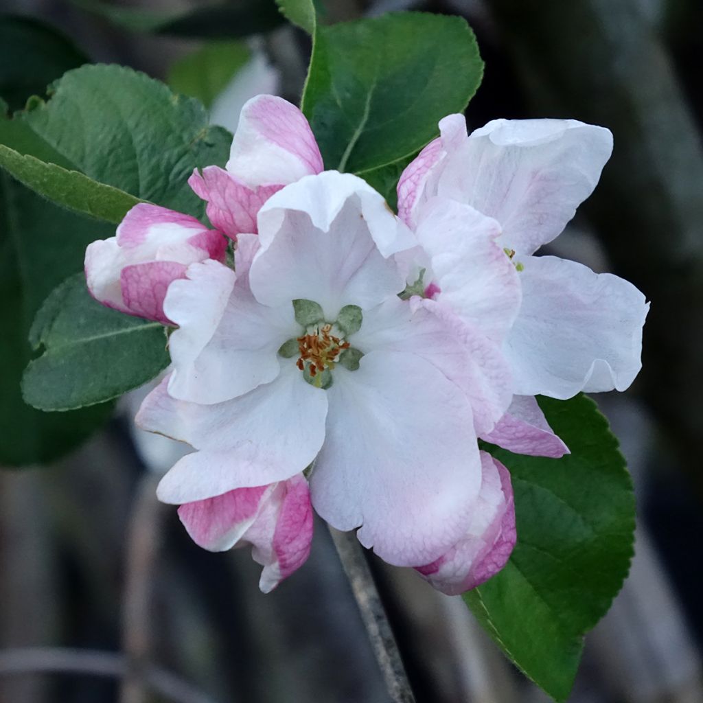 Appelboom Golden Noble