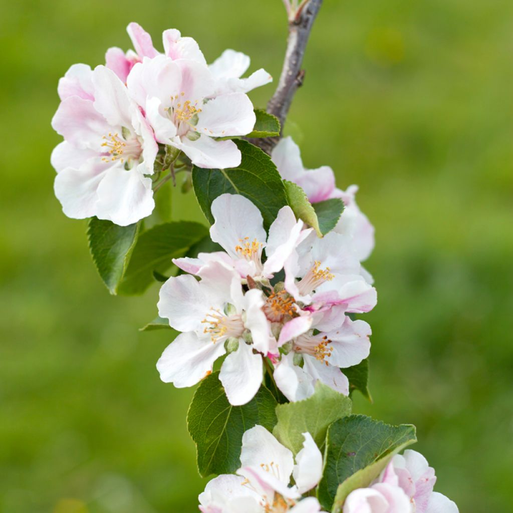 Appelboom Bramley's Seedling - Malus domestica