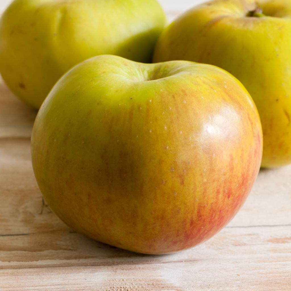 Appelboom Bramley's Seedling - Malus domestica