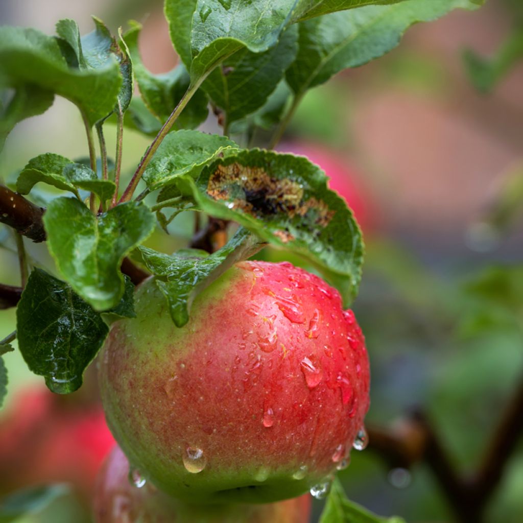 Appelboom Charłamowskie