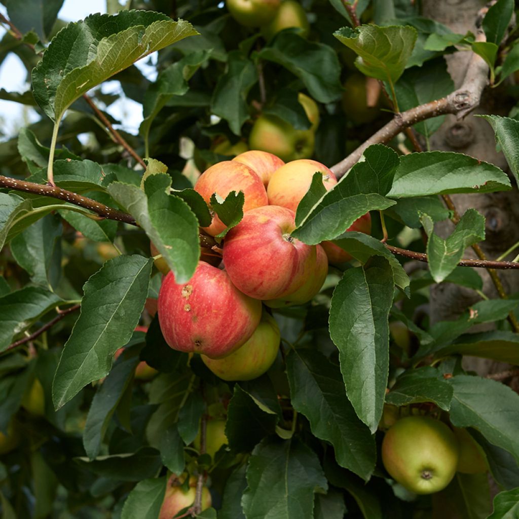 Appelboom Cynamonówka Prążkowana