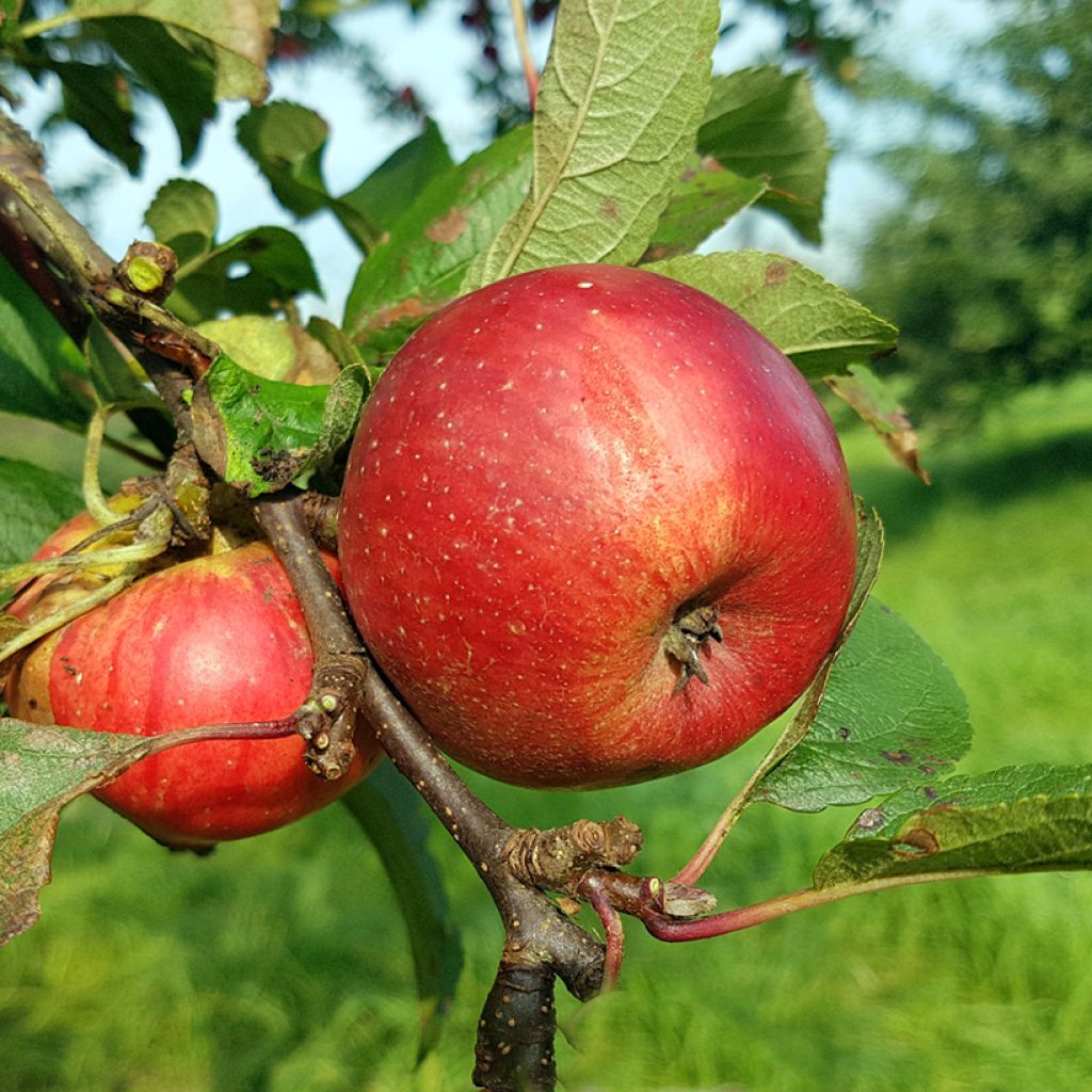 Appelboom Kantówka Gdańska