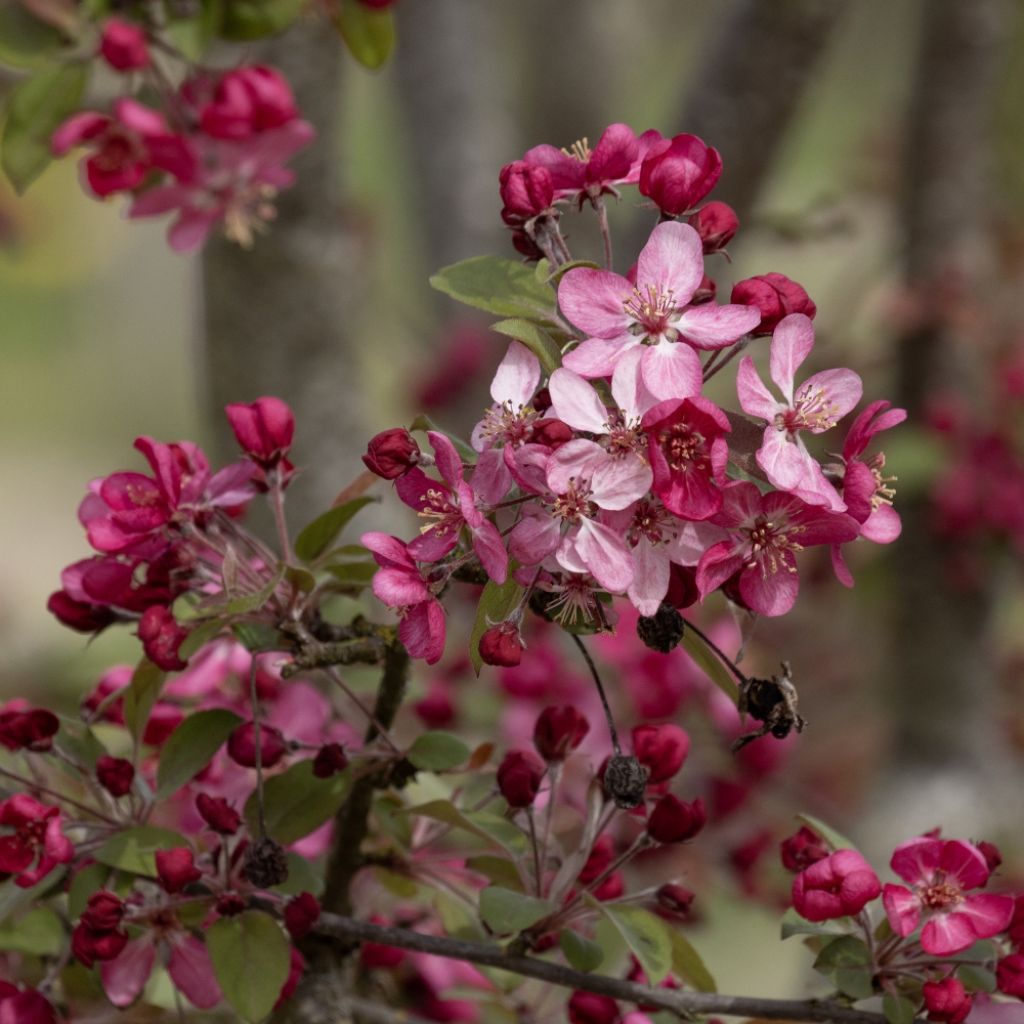 Malus Coccinella Courtarou - Sierappel