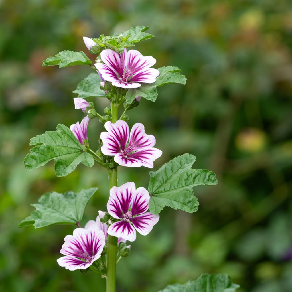 Malva sylvestris Zebrina Blue - Groot kaasjeskruid