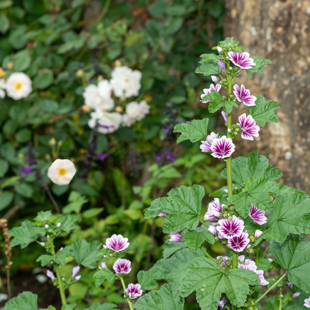 Malva sylvestris Zebrina Blue - Groot kaasjeskruid