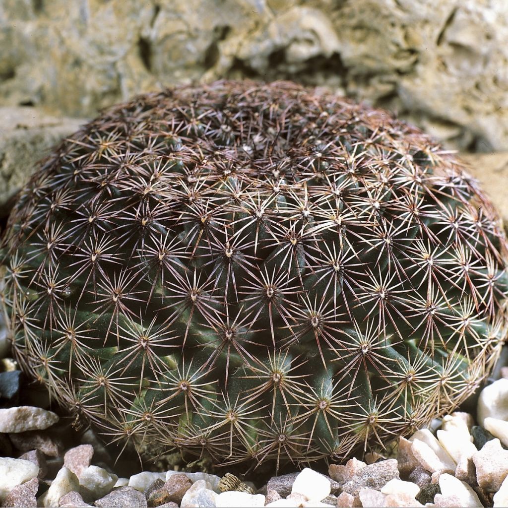 Mammillaria heyderi - Tepelcactus