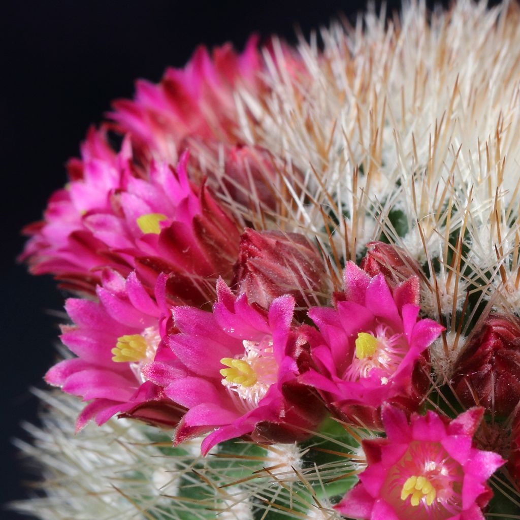 Mammillaria ruestii - Tepelcactus