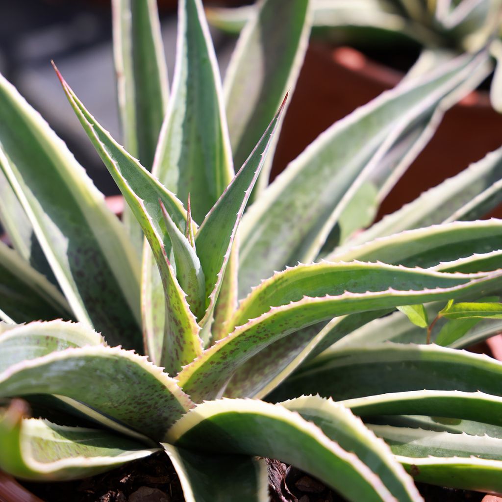 Mangave Navajo Princess - Agave