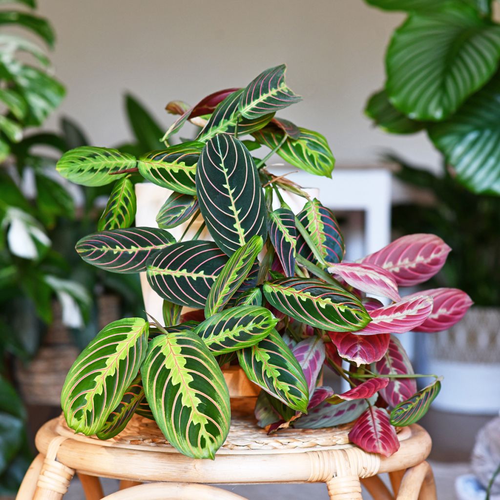 Maranta Tricolor Fascinator - Gebedsplant