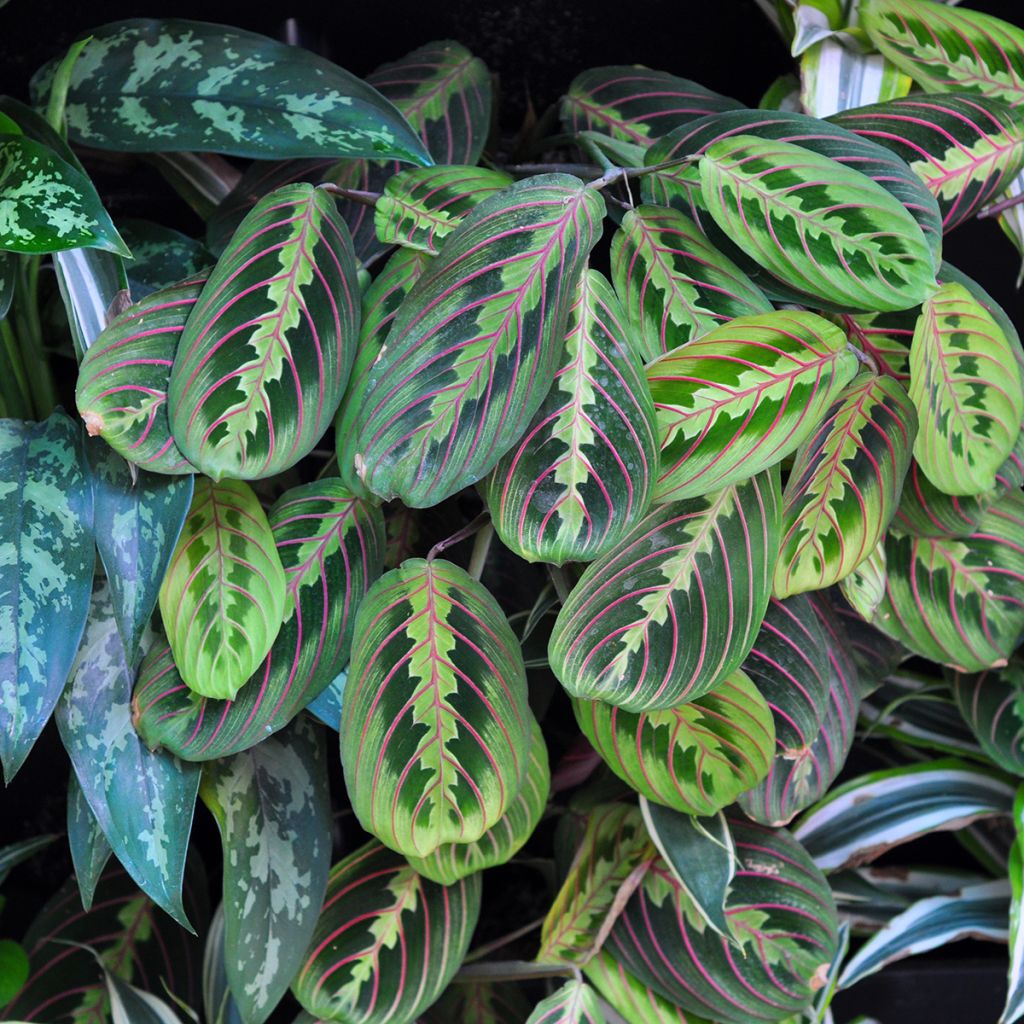 Maranta Tricolor Fascinator - Gebedsplant