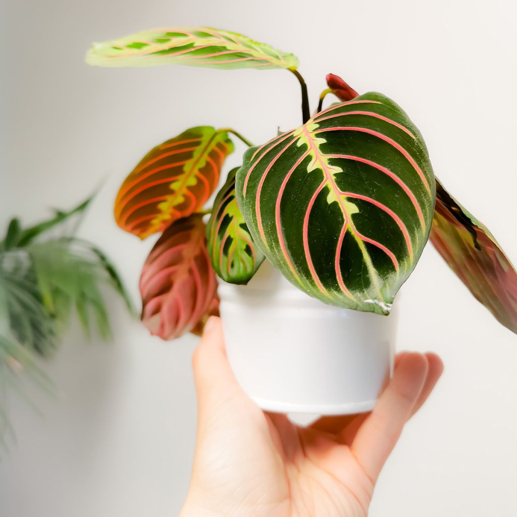 Maranta Tricolor Fascinator - Gebedsplant