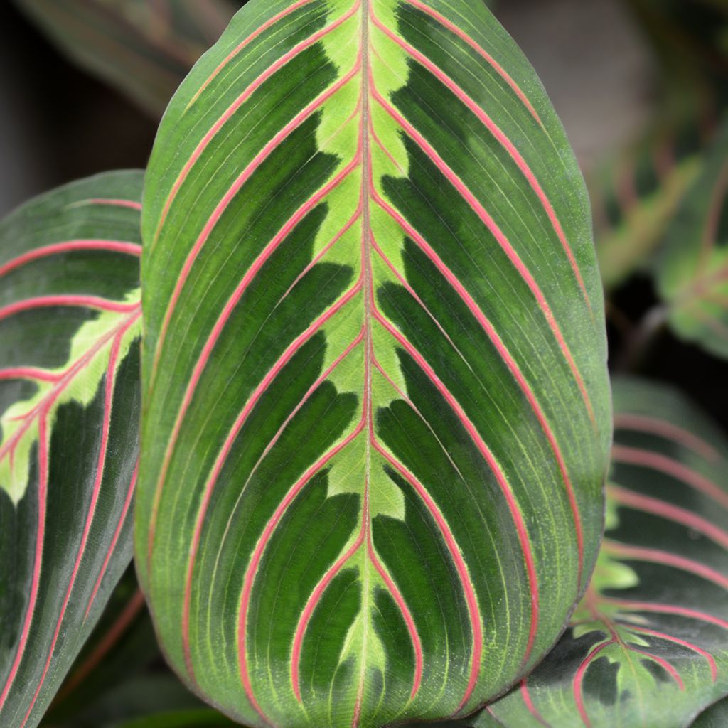 Maranta Tricolor Fascinator - Gebedsplant