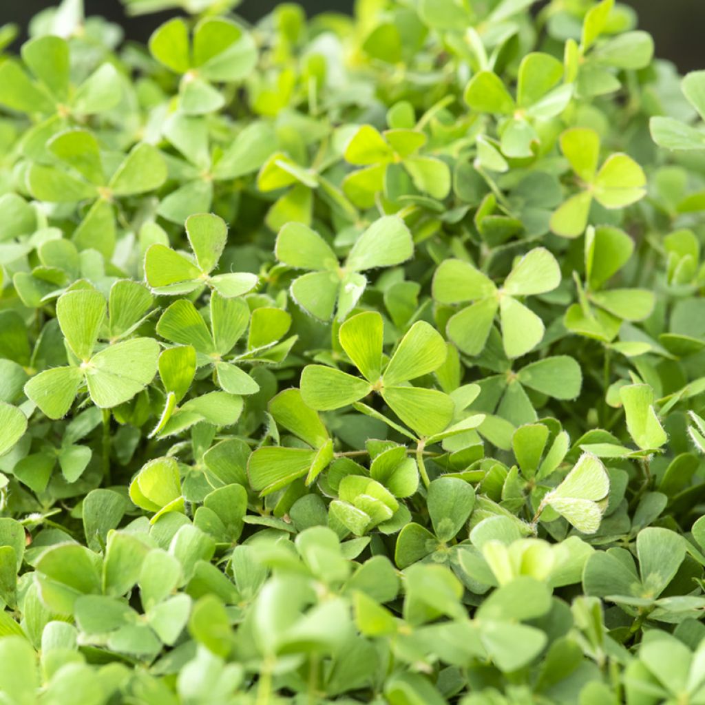 Marsilea quadrifolia - Klaverbladvaren