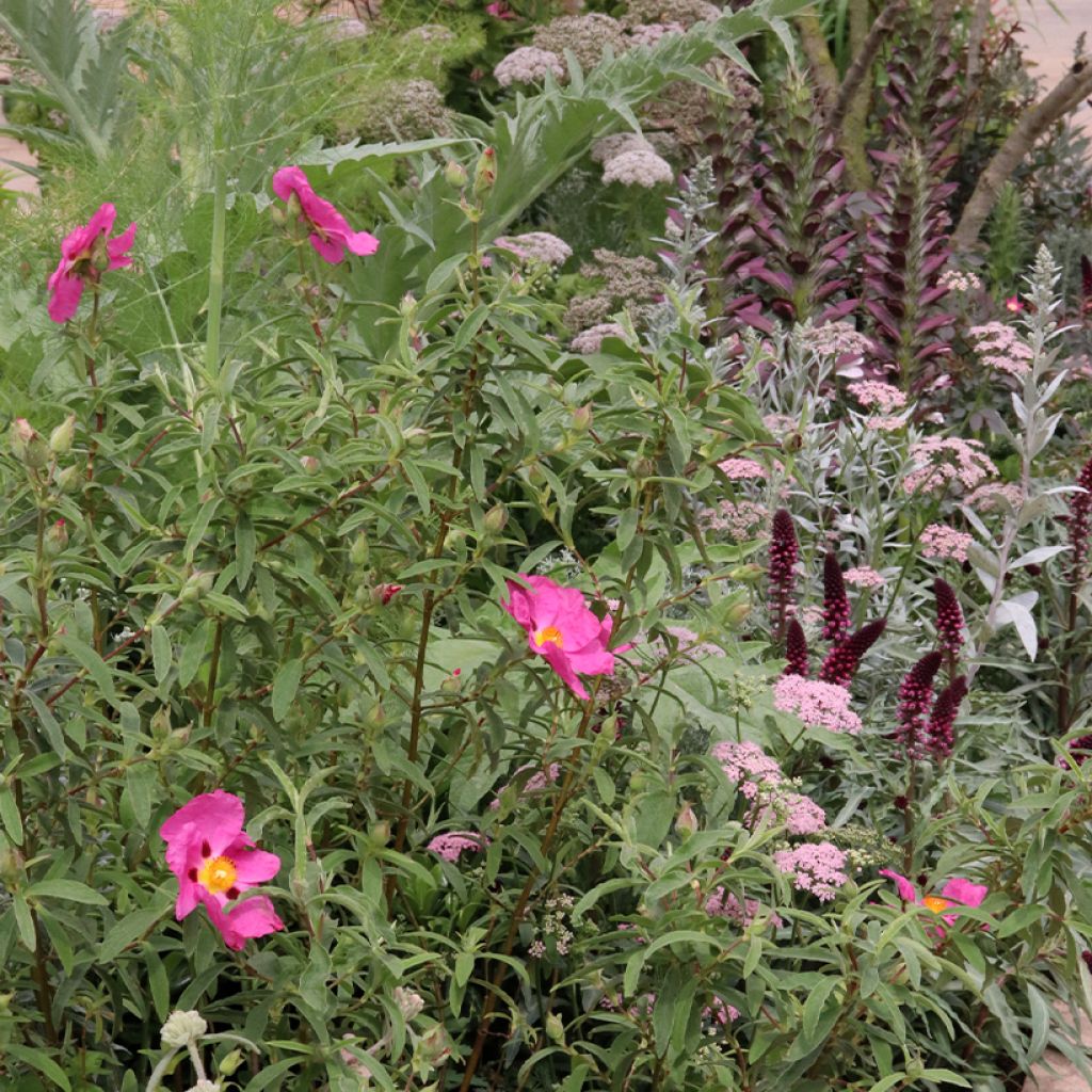Rozenborder voor droge grond voor 2m²