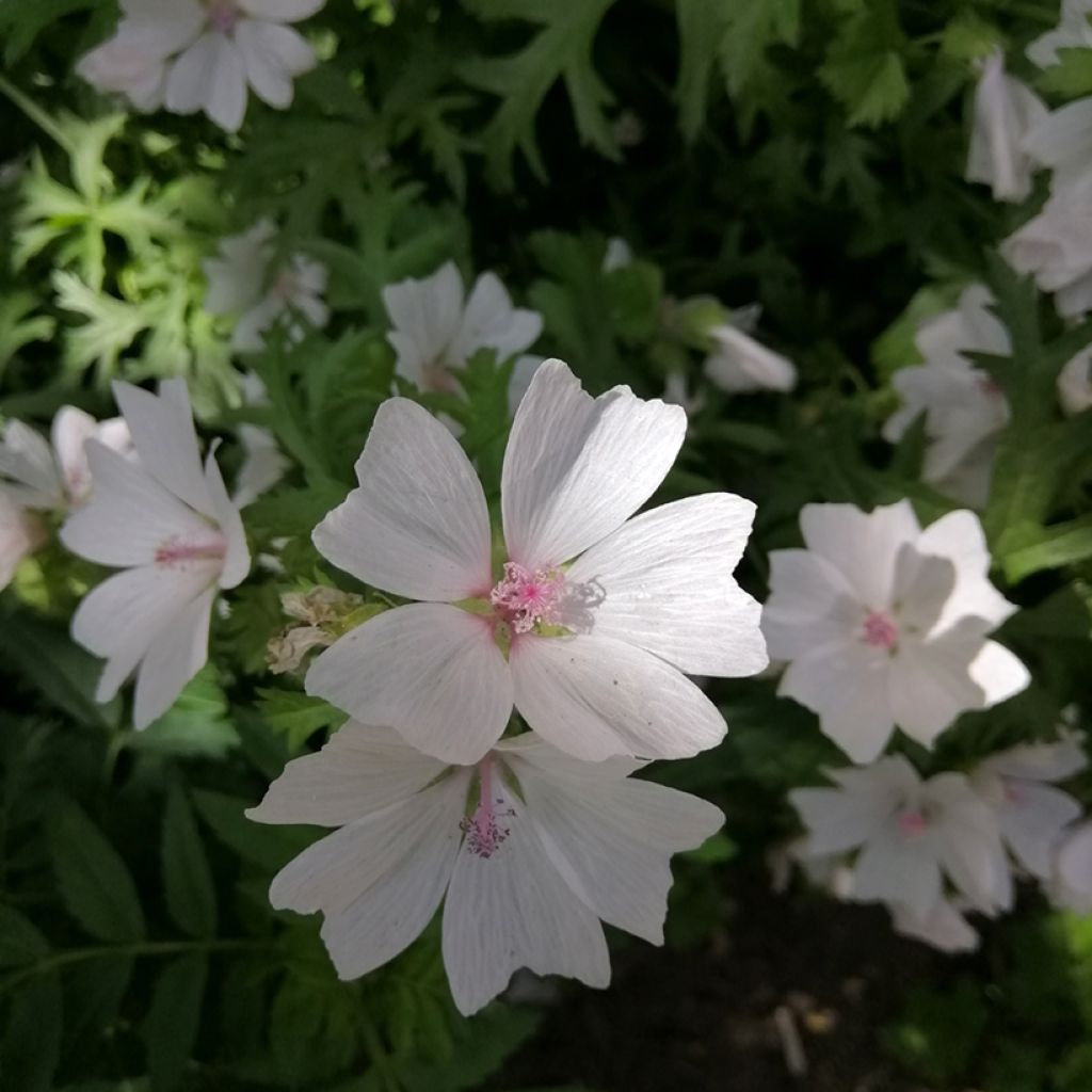 Malva moschata Alba - Muskuskaasjeskruid