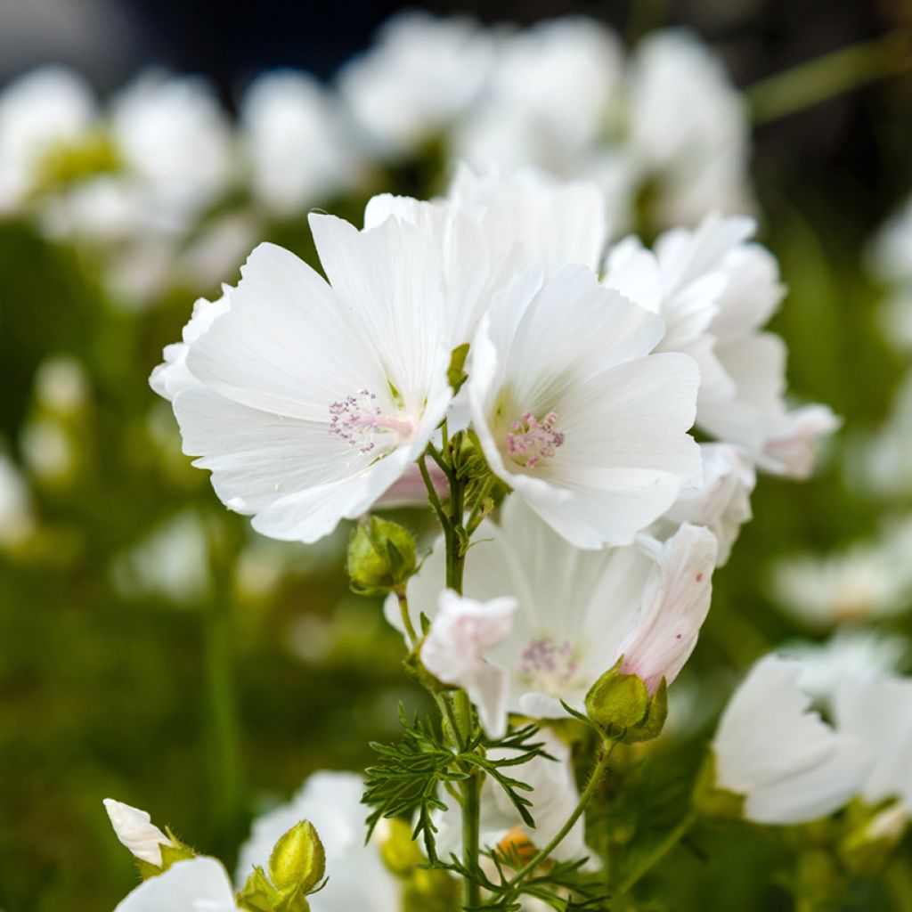 Malva moschata Alba - Muskuskaasjeskruid