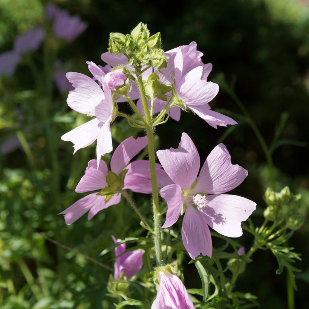 Malva moschata Rosea - Muskuskaasjeskruid