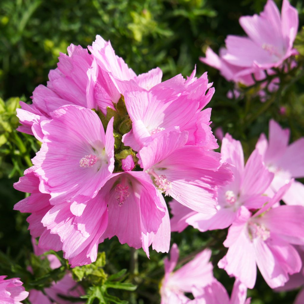 Malva moschata Rosea - Muskuskaasjeskruid